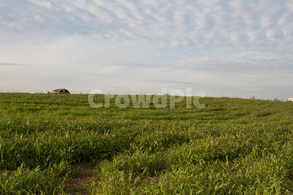 목초지,식물,plant,자연,들,나무,outdoors,옥외,grassland,안성,팜랜드agriculture,background,beautiful,cloud,countryside,day,environment,field,grass,green,landscape,lonely,meadow,morning,natural,nature,nobody,outdoor,rural,scene,scenic,season,sky,spring,summer,sunlight,sunny,tree,view