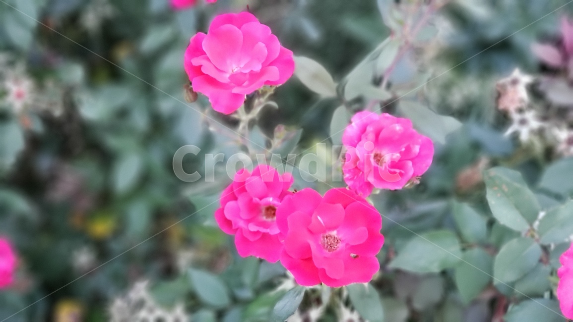 본홍색,꽃,분홍꽃,포커스,자연,식물