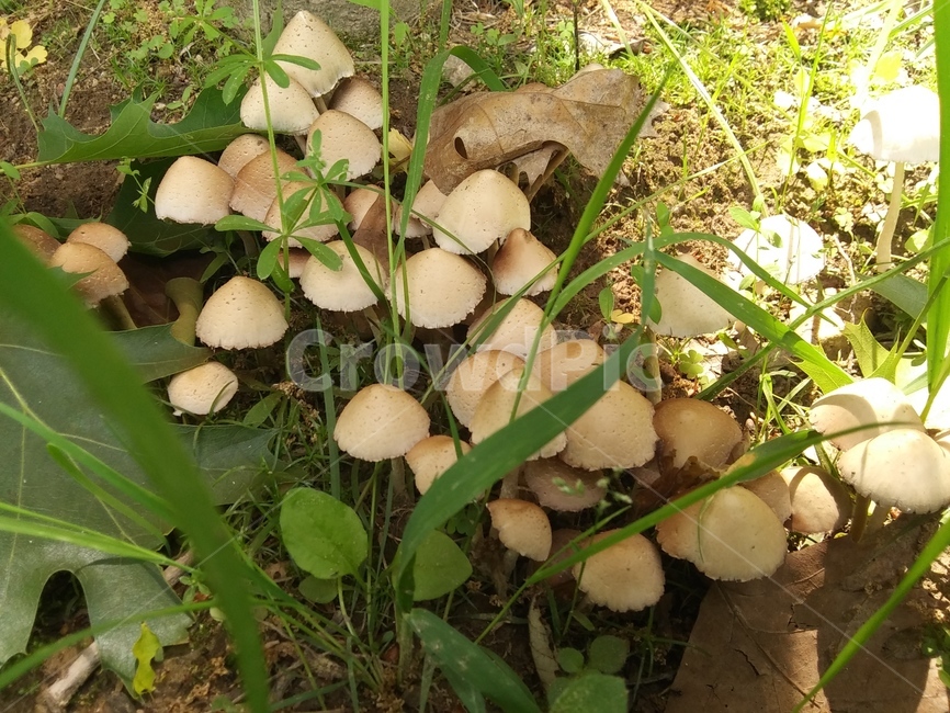 버섯,풍경,자연,숲속,식물,버섯,mushroom