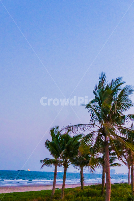 summer,여름,나무,야자수,palmtree