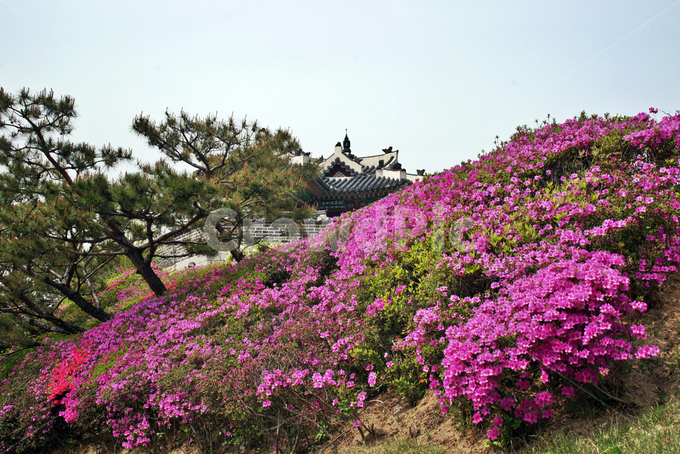 철쭉,수원화성,유네스코세계문화유산,화성,수원,봄,식물,자연,plants,nature,꽃,flower