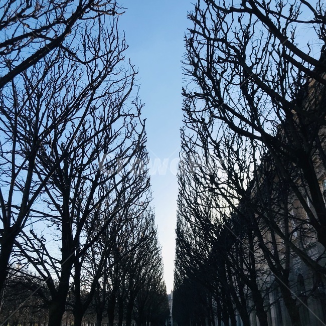 프랑스,파리,공원,나무,정원,겨울,이쁨,낯,자연,풍경,nature,landscape,tree,plant,식물