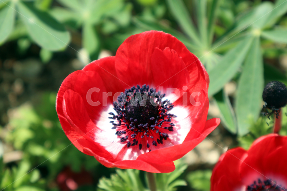 꽃,들꽃,빨강꽃,봄,flower,자연,식물,자연,plants,nature,꽃,flower
