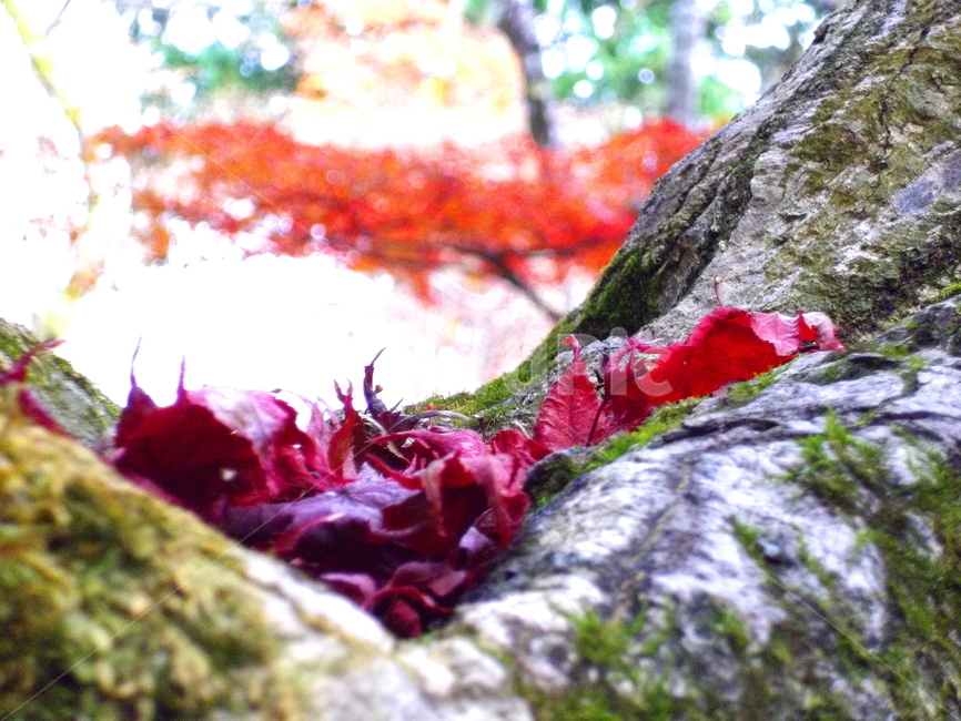 단풍,가을,plant,식물,leaf,잎,tree,나무,가을,계절,fall,autumn,season,식물,자연,plants,nature,나무,trees,wood