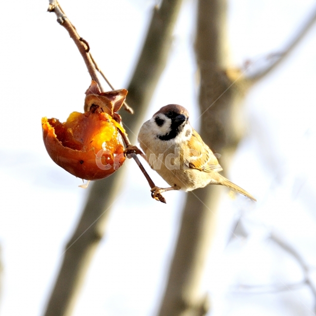 참새,새,조류,방앗간,쪽돌의사진세상,사립문,쪽돌,겨울,계절,winter,season,동물,animal,조류,새,birds,과일,열매,fruit
