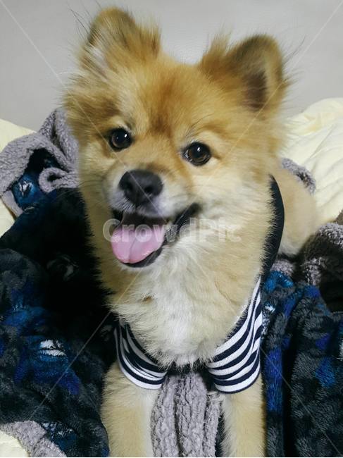 동물,강아지,dog,애완동물,개