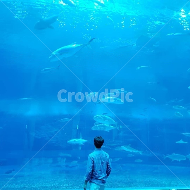 츄라우미,수족관,물고기,뒷모습,남자뒷모습,동물,animal,어류,물고기,fish,사람,인물,인간,human,person,남성,남자,man,male