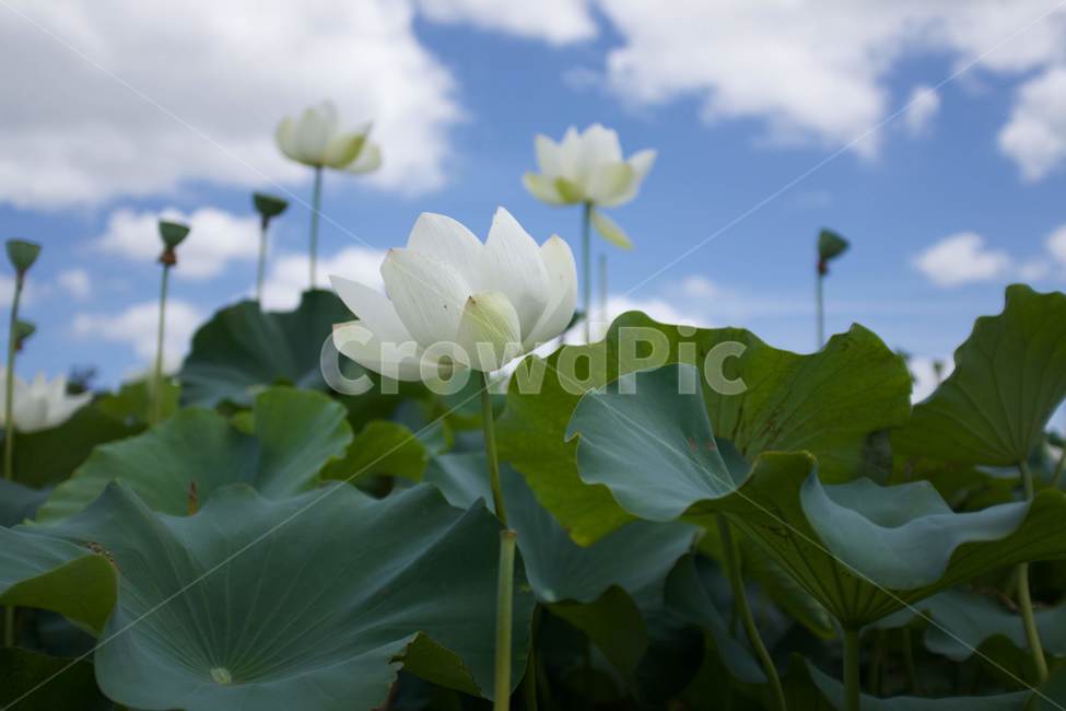 연꽃,풍경,자연,연꽃잎,꽃,식물,자연,plants,nature,꽃,flower