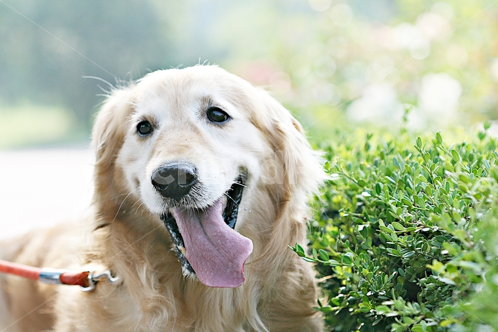 puppy,background,Incheon Grand Park,dog,pet dog