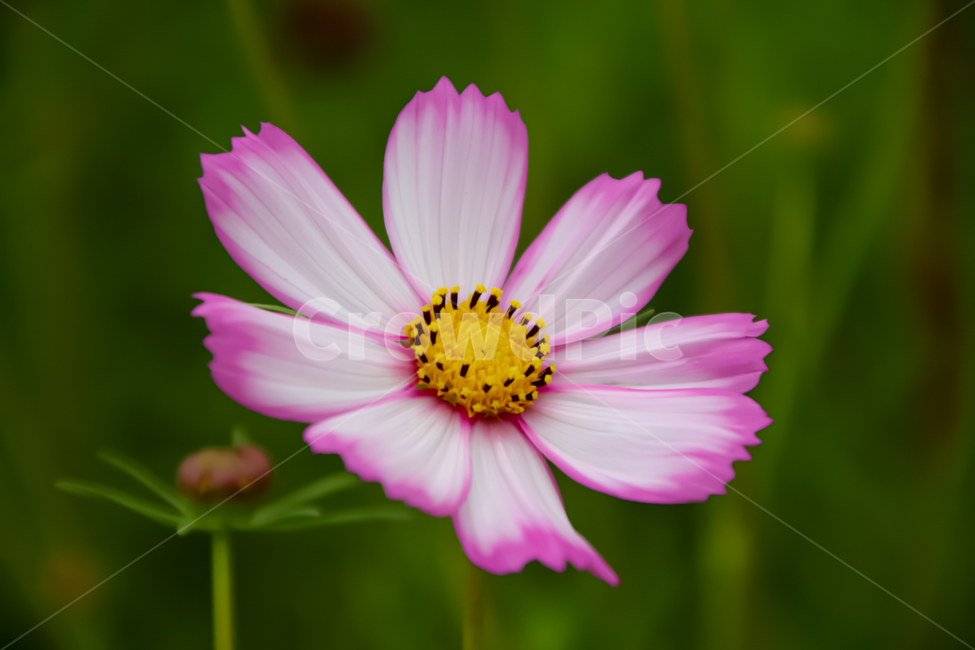 pollen,화분,plant,코스모스,가을,여름,식물,식물,자연,plants,nature,꽃,flower