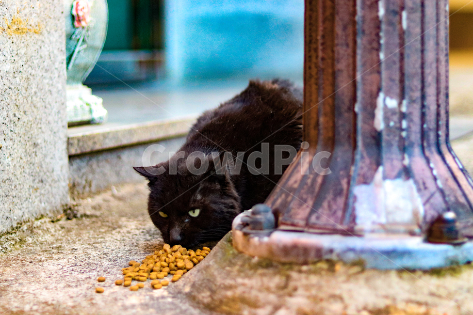 길고양이,길냥이,밥먹는고양이,고양이,검은고양이,야옹이,ㅈ,동물,animal,포유류,mammal,고양이,cat,kitten,kitty