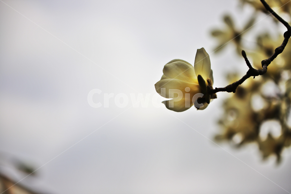 목련,꽃,나무,식물,봄,봄,계절,spring,season,식물,자연,plants,nature,꽃,flower,plant