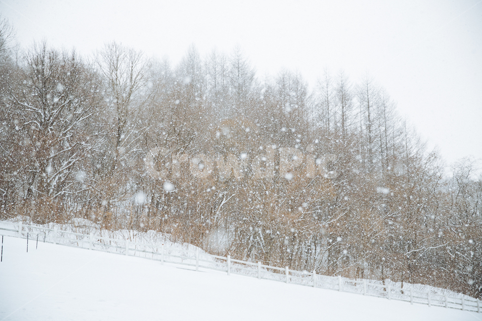 겨울,눈,풍경,감성,스냅,겨울,계절,winter,season,자연,풍경,nature,landscape,outdoors,옥외,storm,폭풍,snow,blizzard,눈보라
