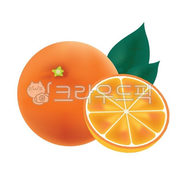 감귤류과일,citrusfruit,식물,plant,food,음식,fruit,과일,드로잉,핸드드로잉,과일일러스트,과일그림,과일수채화,감귤일러스트