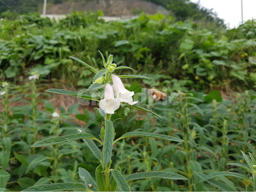 참깨,여름꽃,식물,꿀벌,곤충,밭작물,식용작물,식물,자연,plants,nature,꽃,flower,동물,animal,곤충,벌레,insect,bug
