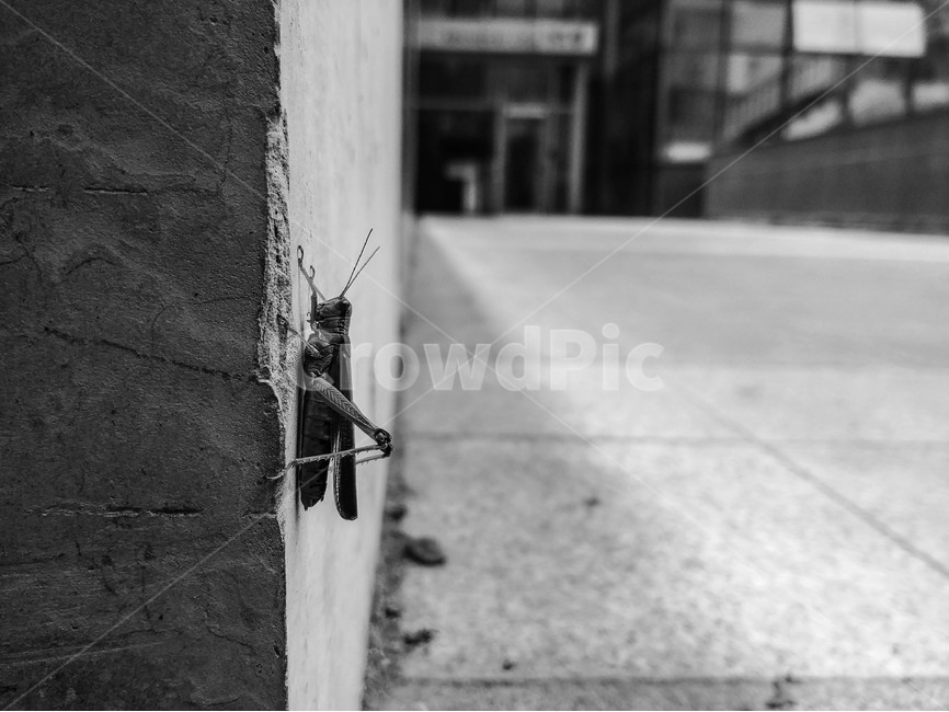 메뚜기,흑백,자연,곤충,도시,동물,animal,곤충,벌레,insect,bug,흑백,모노톤,monochrome,black and white