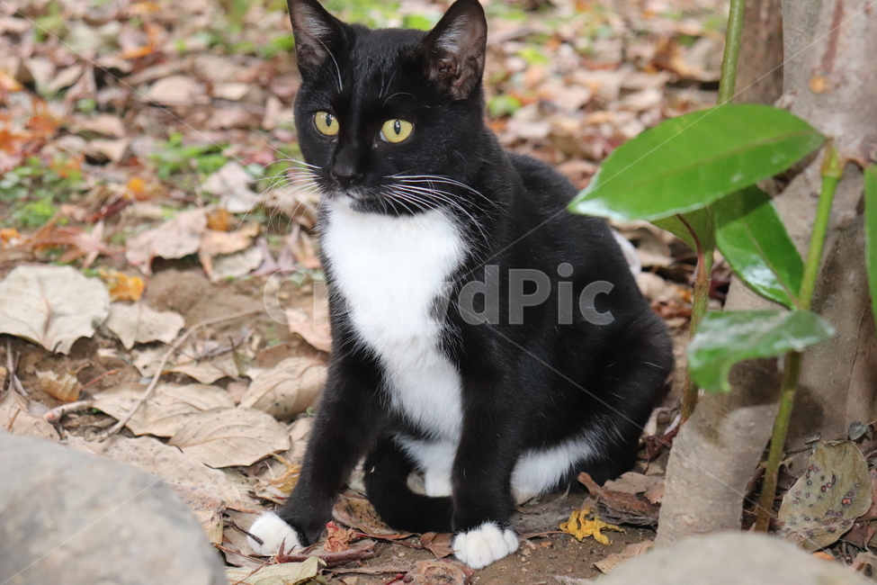 cat,고양이,길고양이,길냥이,집냥이,마당냥이,동물,animal,까만고양이,까미,턱시도,동물,animal,포유류,mammal,고양이,cat,kitten,kitty