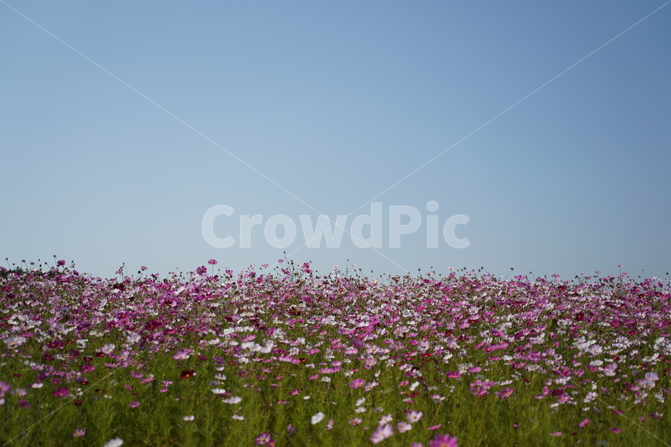 코스모스,가을,꽃,분홍색,가을꽃,하늘,가을,계절,fall,autumn,season,자연,풍경,nature,landscape,outdoors,옥외,grassland,목초지,field,들,farm,농장,rural,농촌
