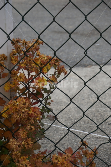 plant,식물,leaf,잎,tree,나무,철장,노란색,노랑