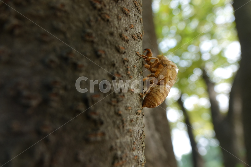 그늘,매미,숲,번데기,여름,탈피,동물,animal,곤충,벌레,insect,bug