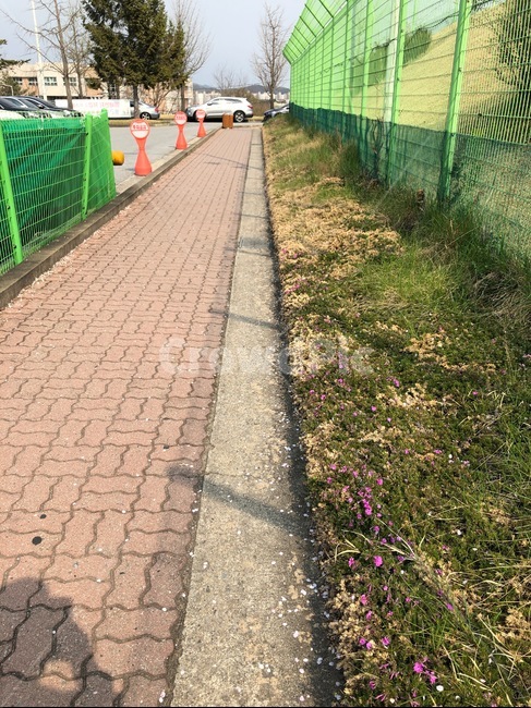 퇴근길,보도블럭,풀,차,길가