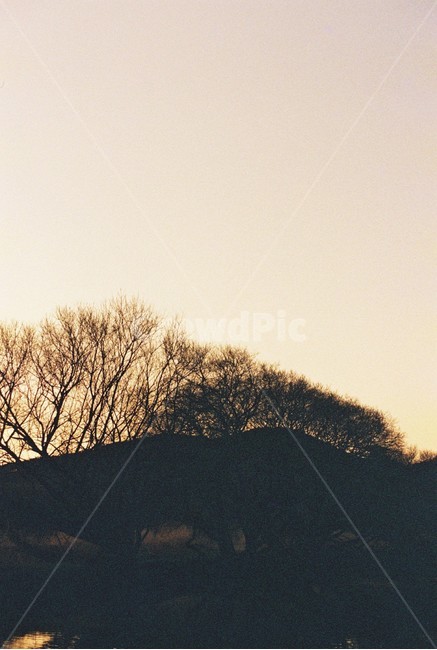 우포늪,늪지,자연,새벽,아침,필름사진,나무,빛,자연,풍경,nature,landscape,tree,plant,식물,outdoors,옥외