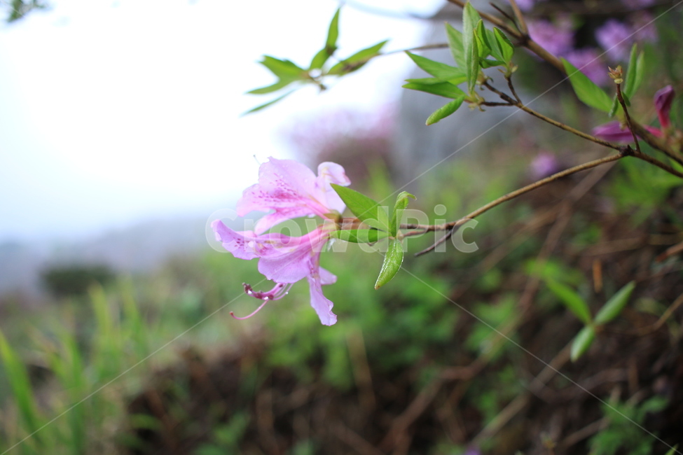봄,비,봄비,철쭉,사라의기쁨,봄,계절,spring,season,식물,자연,plants,nature,꽃,flower,plant,blossom,geranium,제라늄