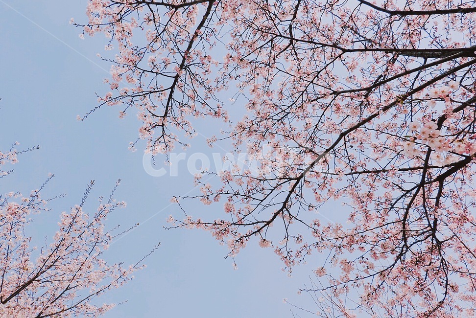 봄,4월,봄날,벚꽃,하늘,spring,벚꽃엔딩,flower,봄감성