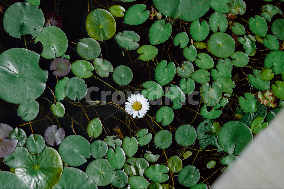 수련,수생식물,연잎,연꽃,연못,식물,자연,plants,nature,꽃,flower