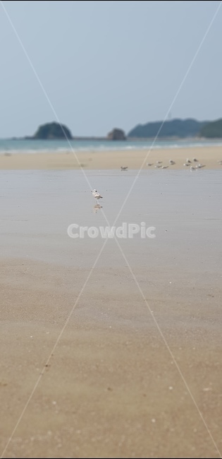 갈매기,바다,바닷가,혼자,한마리,새,모래,파도,풍경,서있는새,서있는갈매기,해변