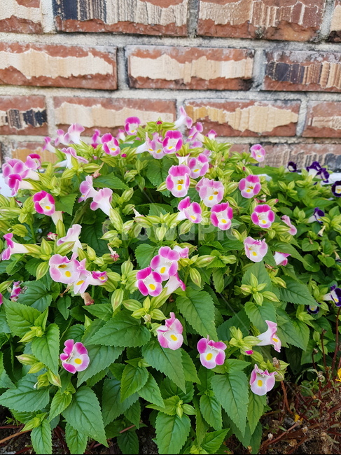 꽃,들꽃,가을꽃,들판,예쁜꽃,힐링,식물,자연,plants,nature,꽃,flower