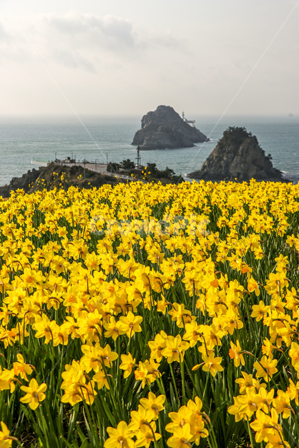 수선화,꽃,식물,flower,land,nature,자연,sea,plant,옥외,outdoors,바다,물,water,ocean,대양,해안선,shoreline,들,field,식물,자연,plants,nature,꽃,flower,풍경,landscape