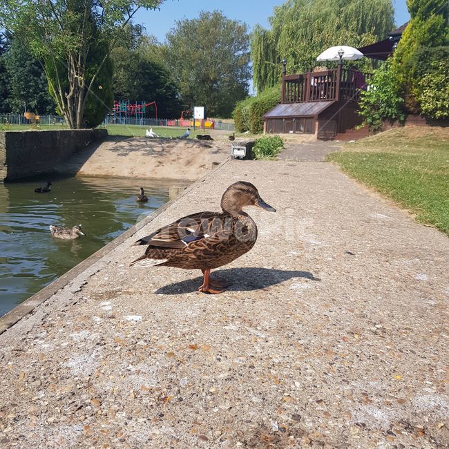 animal,동물,bird,새,road,도로,water,물,duck,오리