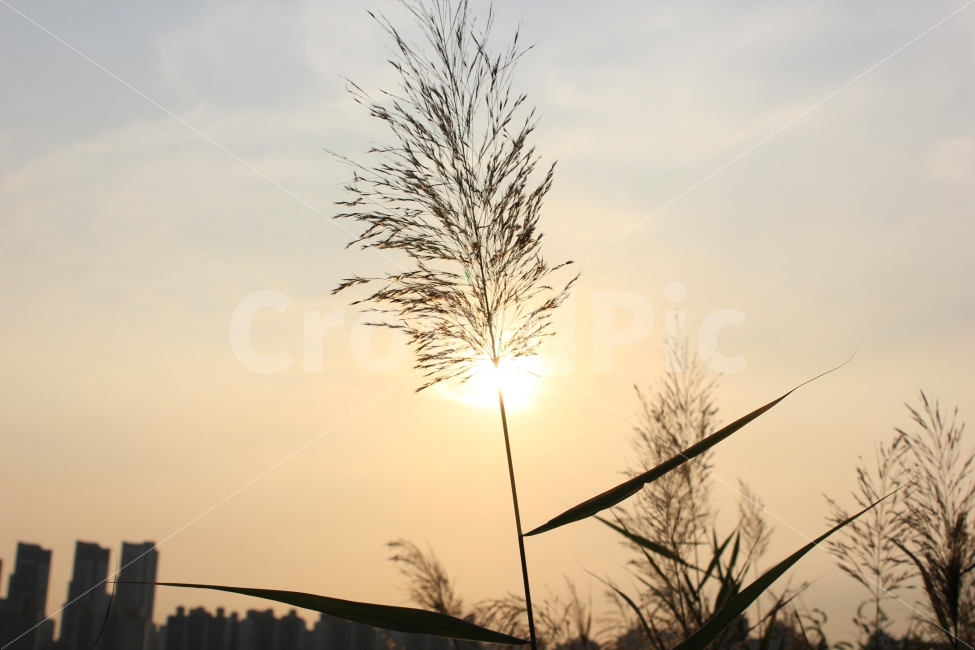 풍경,국내,일몰,해질녘,sunset,가을,인천,소래포구,식물,자연,plants,nature