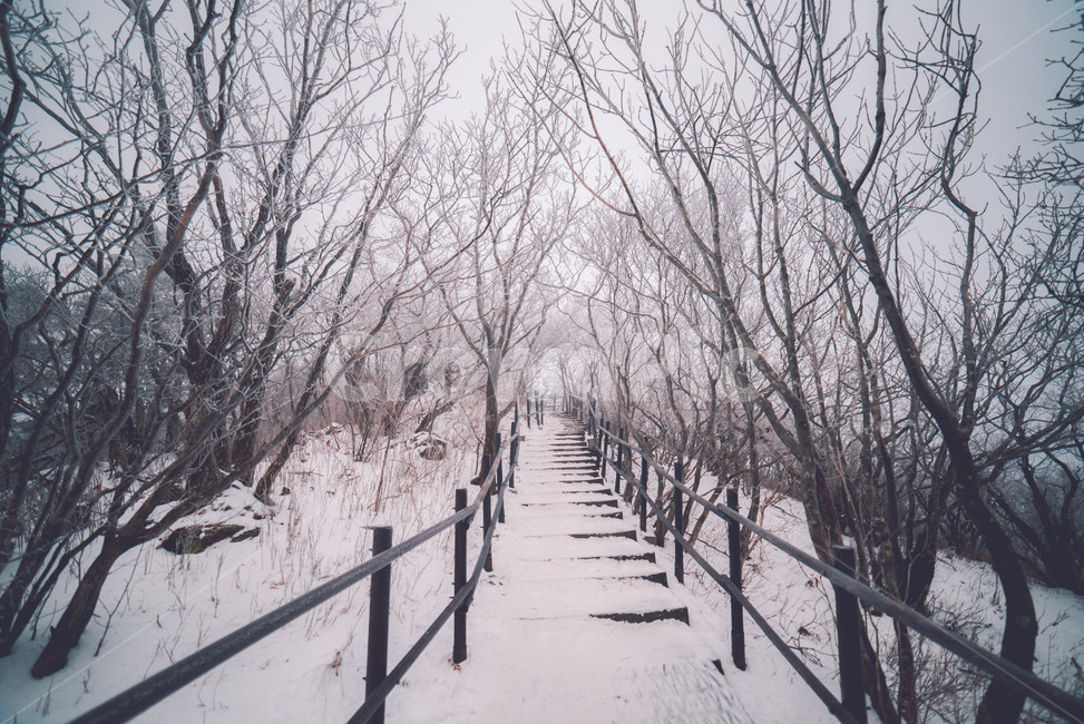 눈,snow,겨울,자연,winter,겨울,계절,winter,season