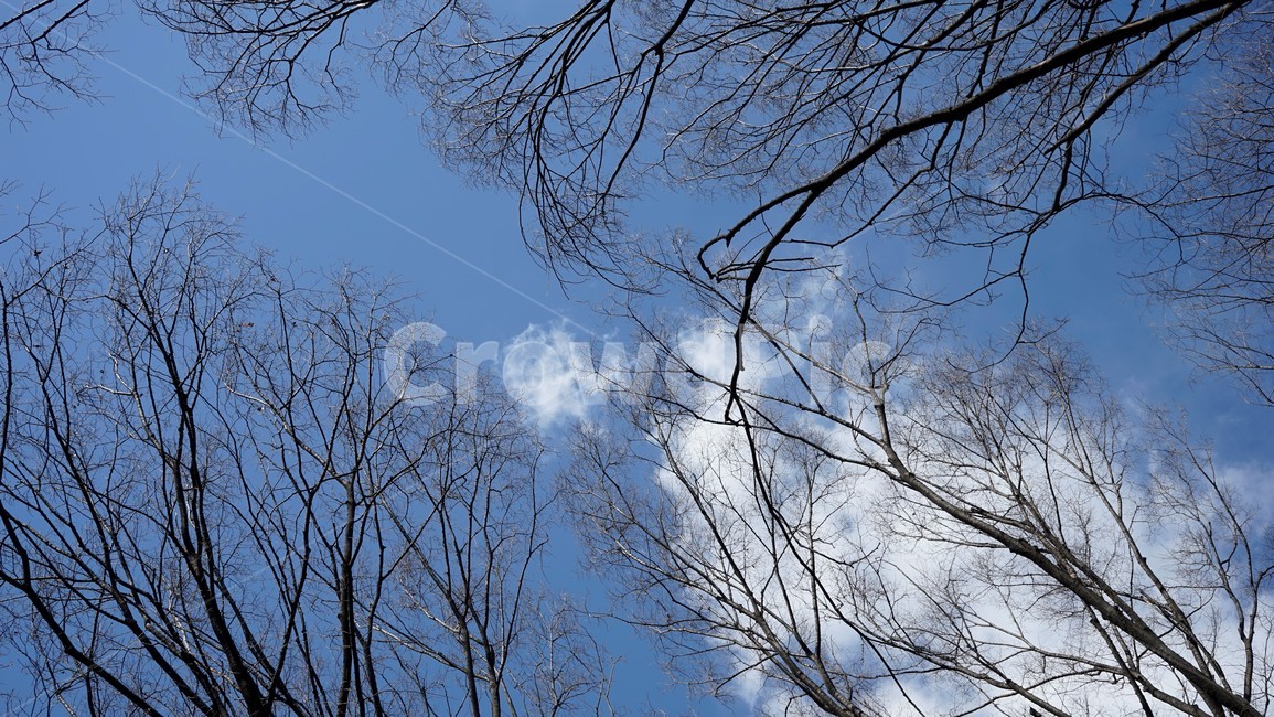 나무,겨울,자연,하늘,파란하늘,계절,나무가지,tree,sky,nature,winter,bluesky,branch,season,solitary,외로움,추위,꽃샘추위,숲,미세먼지없는,실루엣,하늘배경,가지,식물,마른잎,분위기,감성,겨울나무,쓸쓸함,고요,나뭇가지,풍경,겨울,계절,winter,season,식물,자연,plants,nature,나무,trees,wood