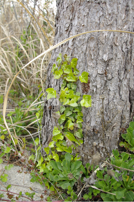 넝쿨,새잎,잎,식물,plant,자연,nature,연두색,초록,식물,자연,plants,nature
