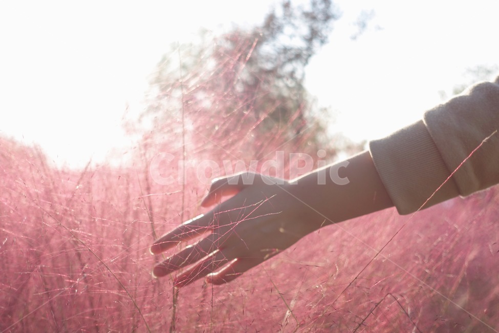 hand,손,핑크뮬리,가을,감성사진,가을,계절,fall,autumn,season,holding hands,손을 잡고