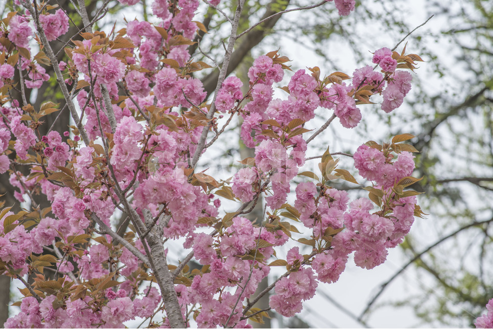 봄,꽃,봄꽃,겹벚꽃,분홍,핑크,식물,자연,plants,nature,꽃,flower