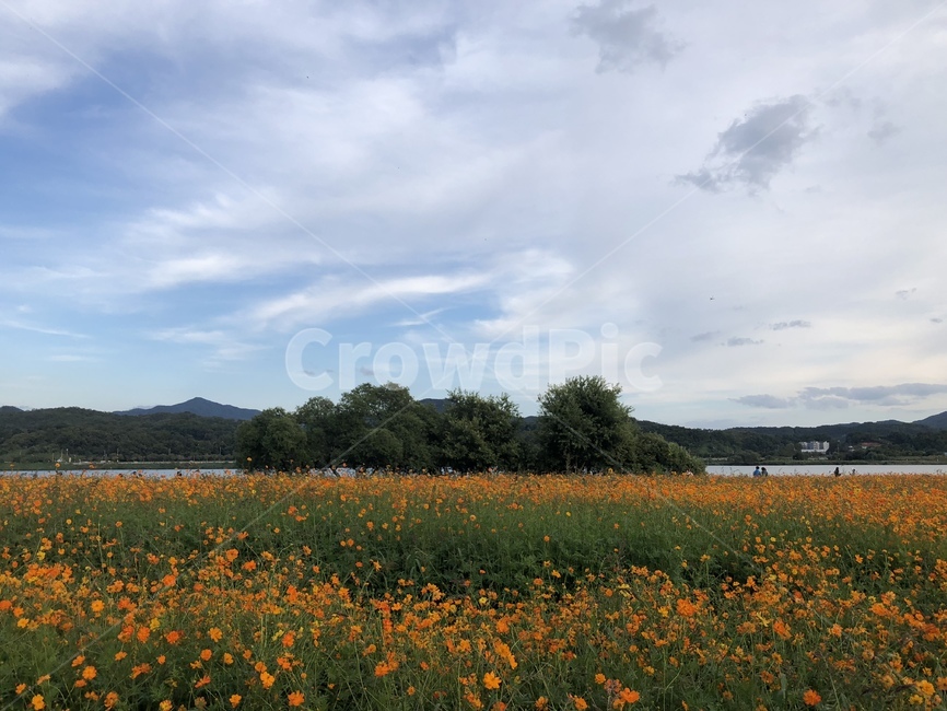 자연,하늘,구름,꽃,꽃밭