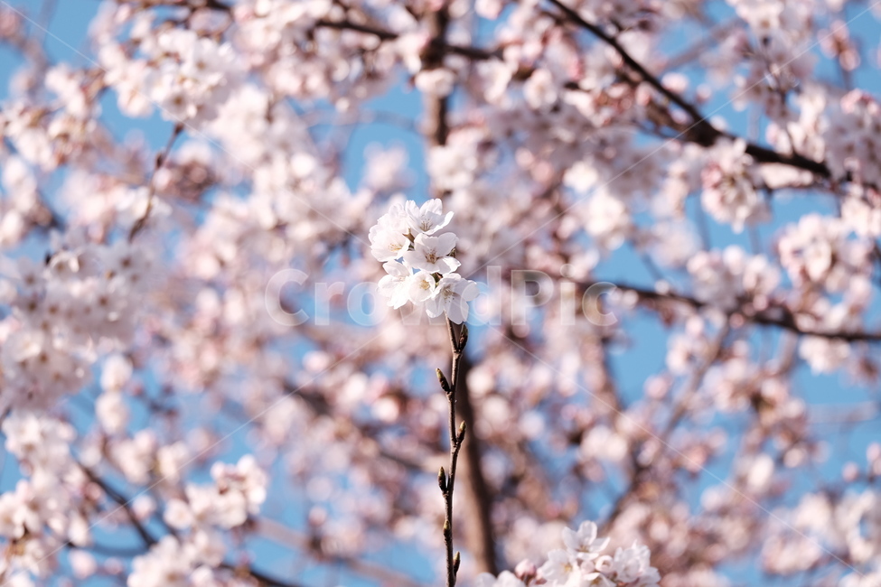 벚꽃,봄꽃,cherryblossom,분홍색꽃,하늘,꽃과하늘,봄하늘,봄,계절,spring,season,식물,자연,plants,nature,꽃,flower,plant,blossom