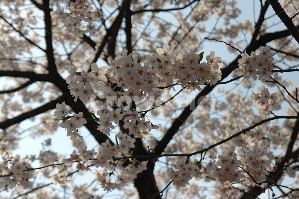 봄,자연,꽃,벚꽃,cherryblossoms