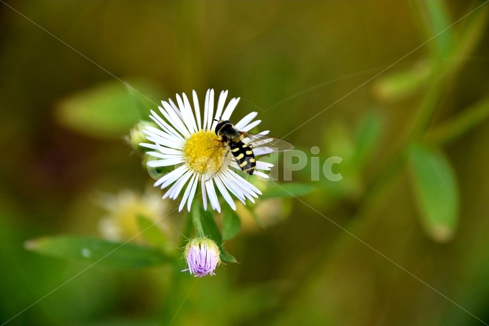 봄,꽃,맑음,오후,벌,식물,자연,plants,nature,꽃,flower,동물,animal,곤충,벌레,insect,bug