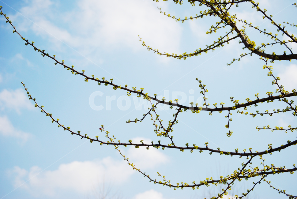 나무,하늘,늘어지다,구름,바람,tree,sky,cloud,wind,봄,계절,spring,season,식물,자연,plants,nature,꽃,flower