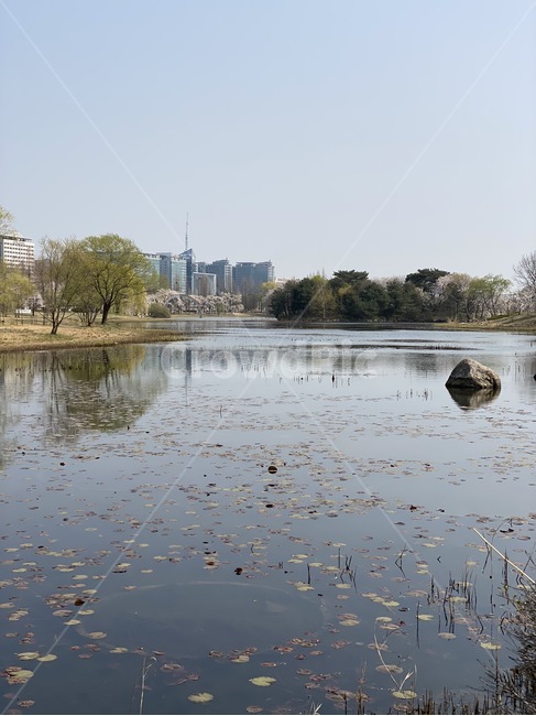 호수,일산,연꽃,공원,봄,plant,water,물,nature,자연,outdoors,옥외