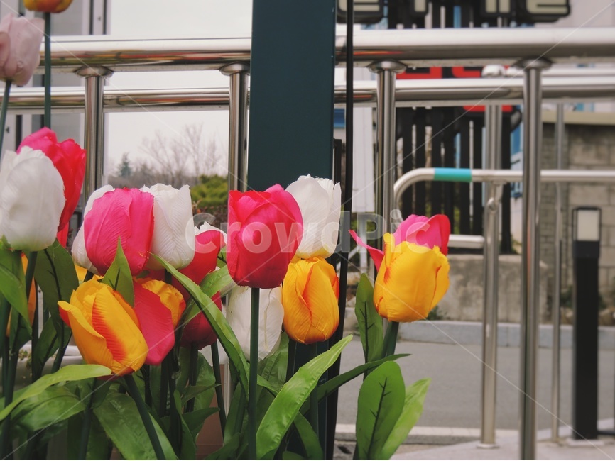 꽃,봄,튤립,노랑,분홍,flowers,식물,blossom,plant