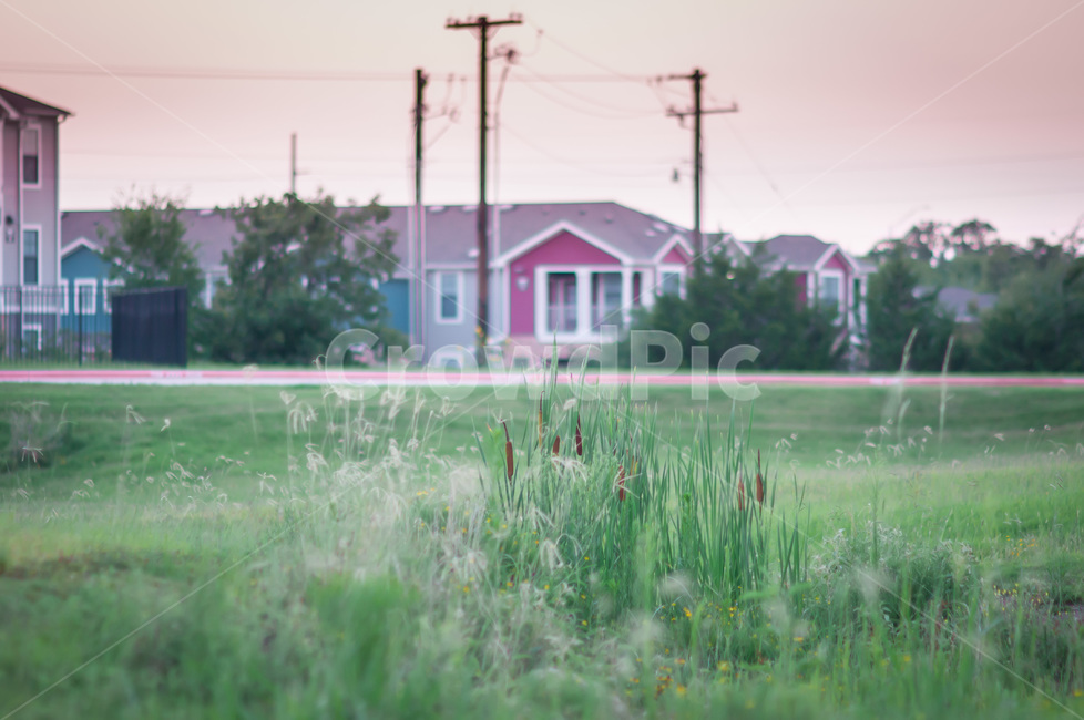 plant,식물,grass,잔디,집앞,아파트,들판