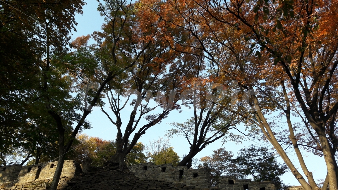 남산,낙엽,가을,돌,단풍,가을,계절,fall,autumn,season,자연,풍경,nature,landscape,식물,plants,나무,trees,wood,plant,tree,tree trunk,나무 줄기