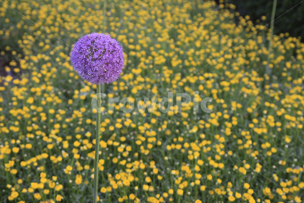 꽃,식물,flower,계절,봄,자연,season,nature,feeling,식물,자연,plants,nature,꽃,flower
