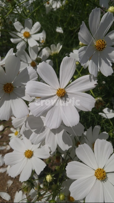 코스모스,가을,꽃,접사,자연,flower,white,fall,화사한,식물